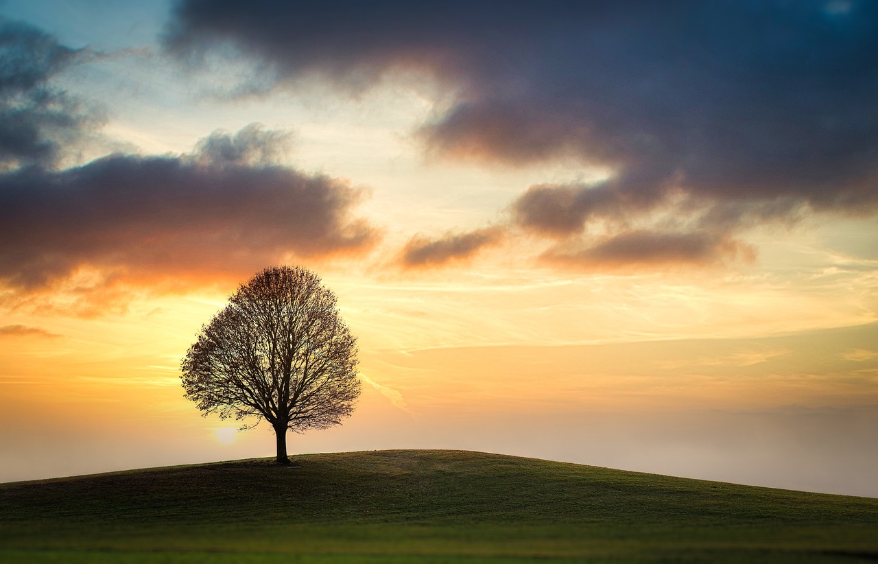 arbre seul avec soleil