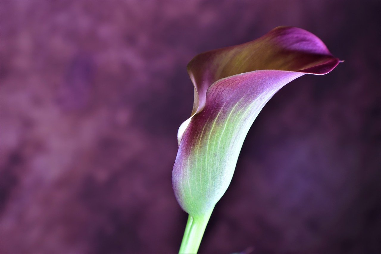 fleur lys violet