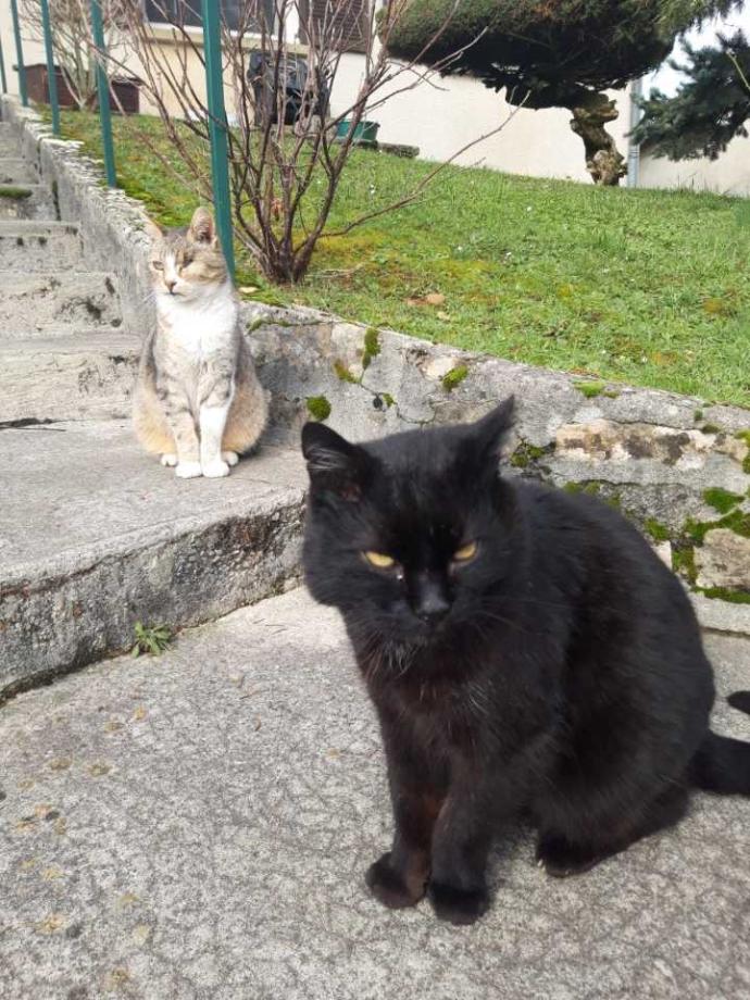 deux chats ages