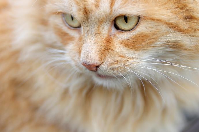 chat roux