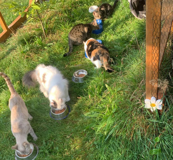 Chats en FA chats qui mangent