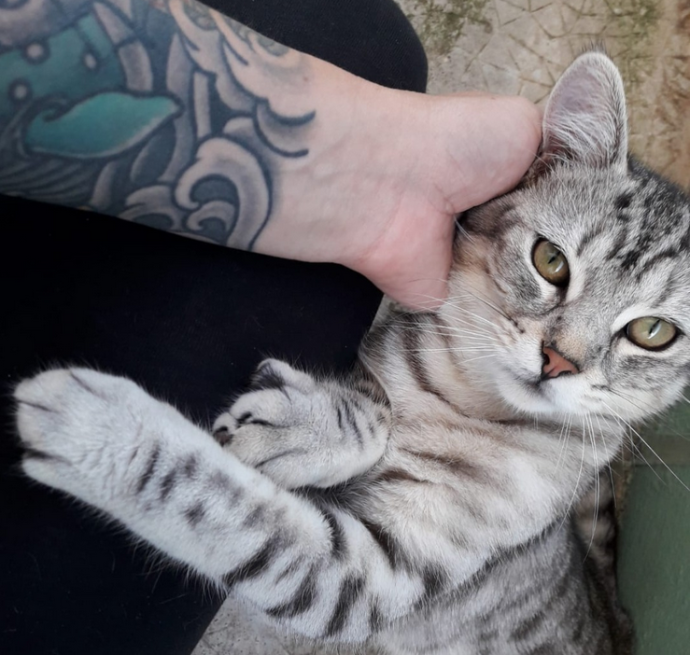 Chat en FA chat demande caresse