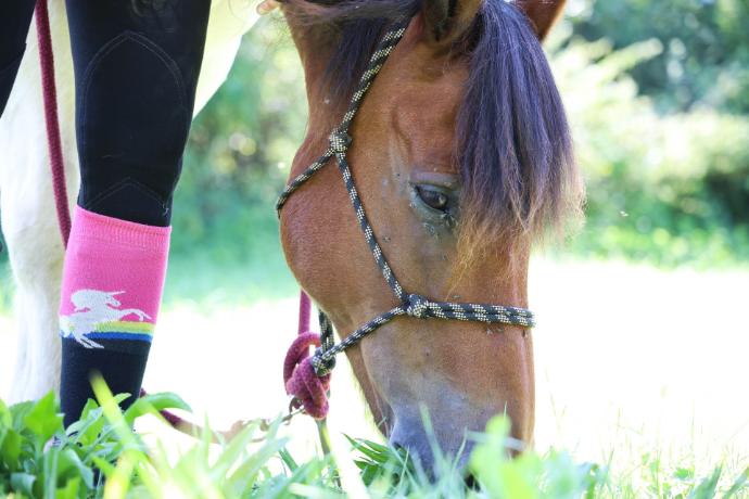 cheval qui mange