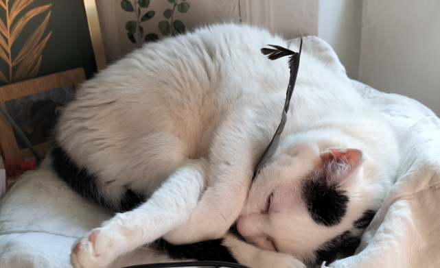 chat qui dort