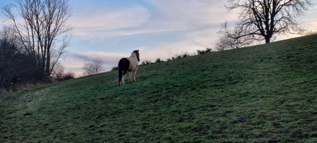 cheval dans pre
