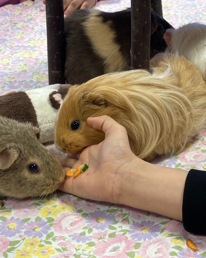 cochons d'inde qui mangent