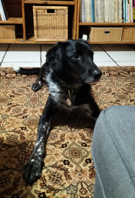 chien croise bauceron