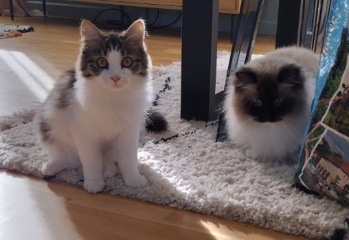 chat europeen et chat ragdoll