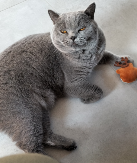 chat british short hair