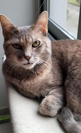 chat europeen gris