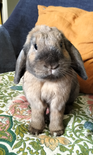 lapin sur un fauteuil