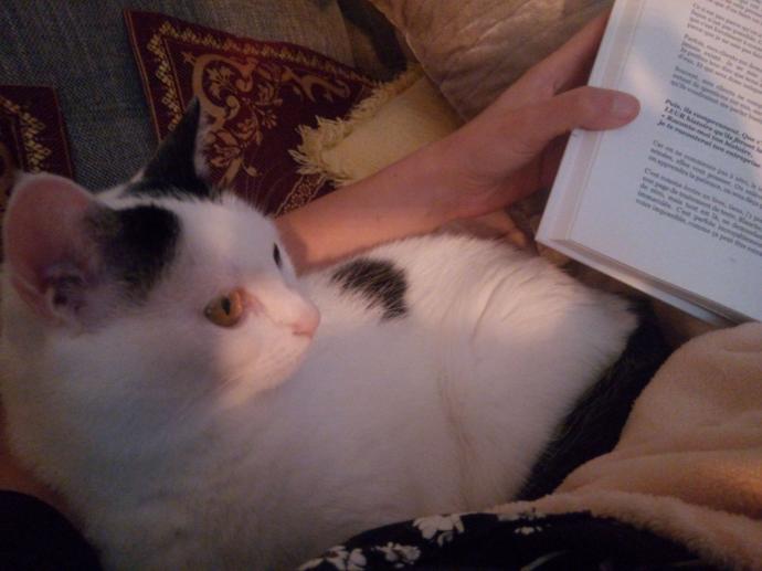chat avec un livre