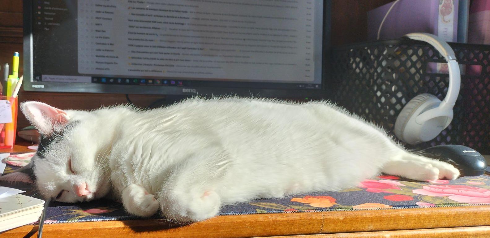 chat qui dort