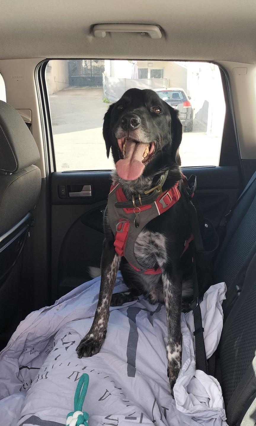 chien dans voiture