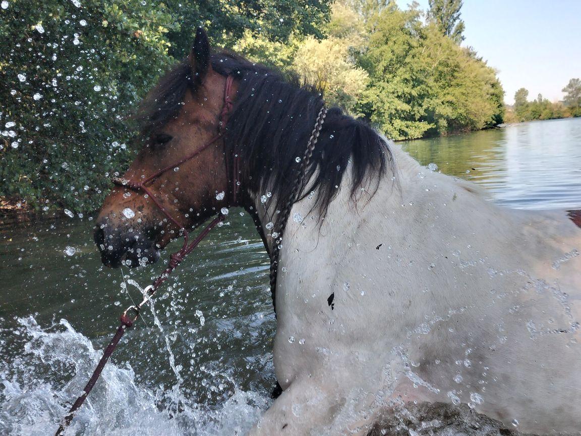 cheval dans l'eau