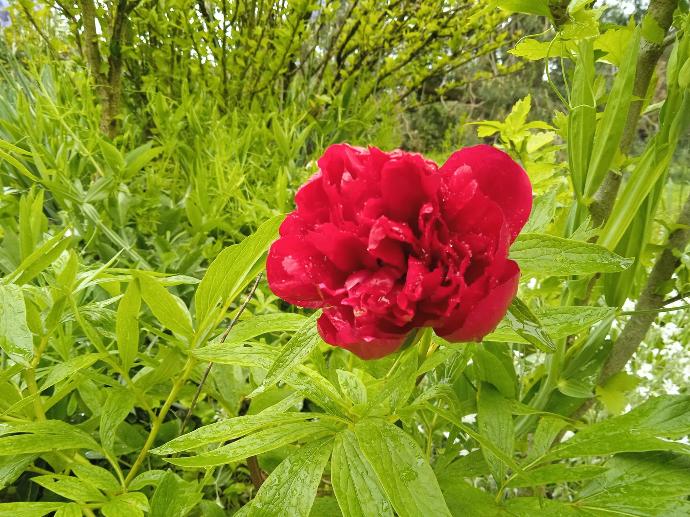 Une pivoine rouge en fleur.
